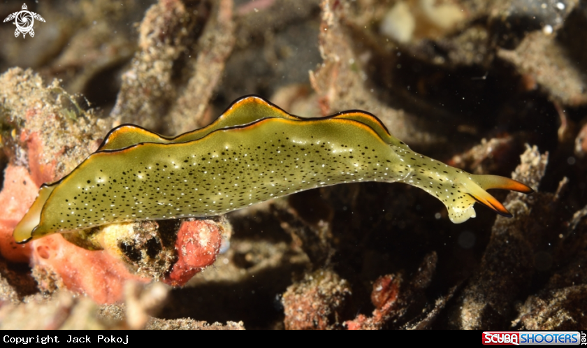 A Sacoglossan slug
