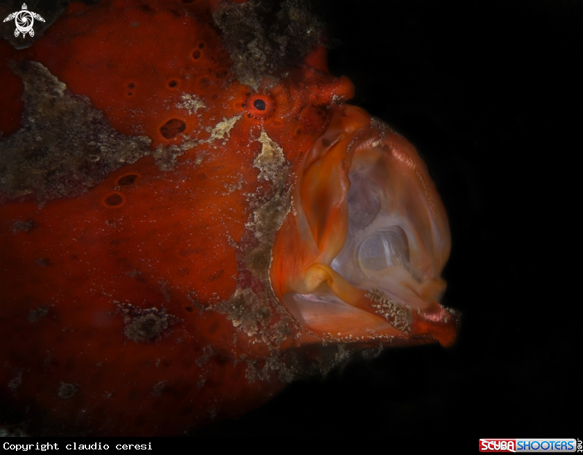 A orange frog fish