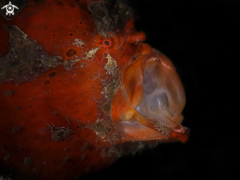 A Antennarius multiocellatus  | orange frog fish