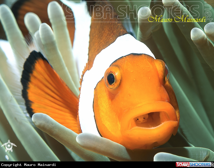 A Clownfish and parasite