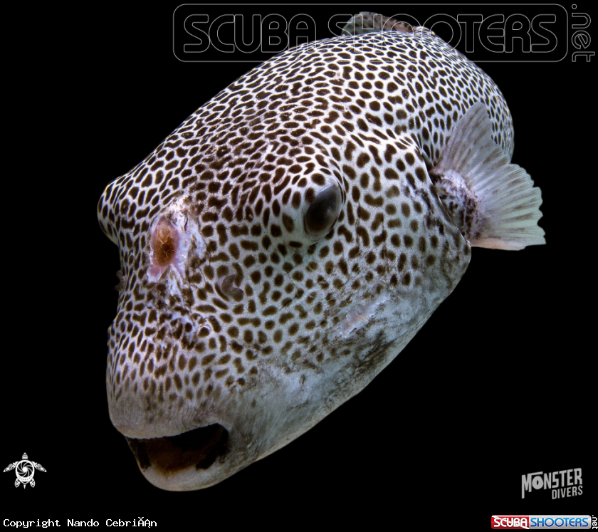 A Stellate  pufferfish 