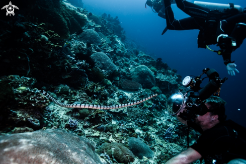 A Laticauda colubrina | Banded Sea Snake