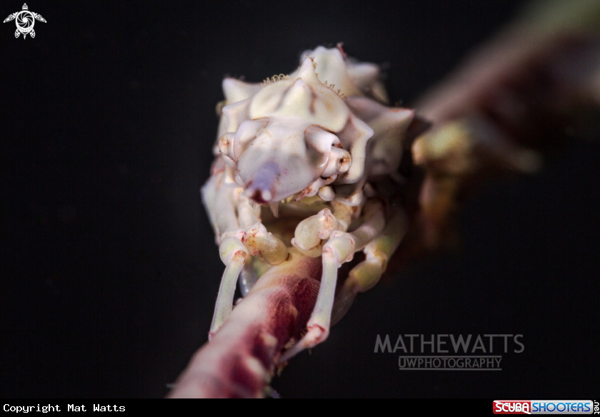 A Wire Coral Crab