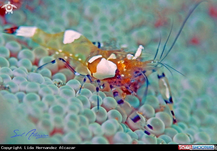 A Parasite on shrimp