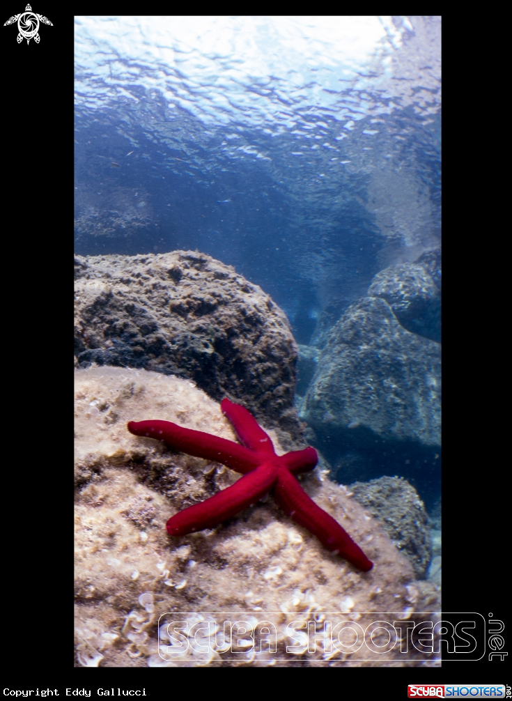 A Starfish