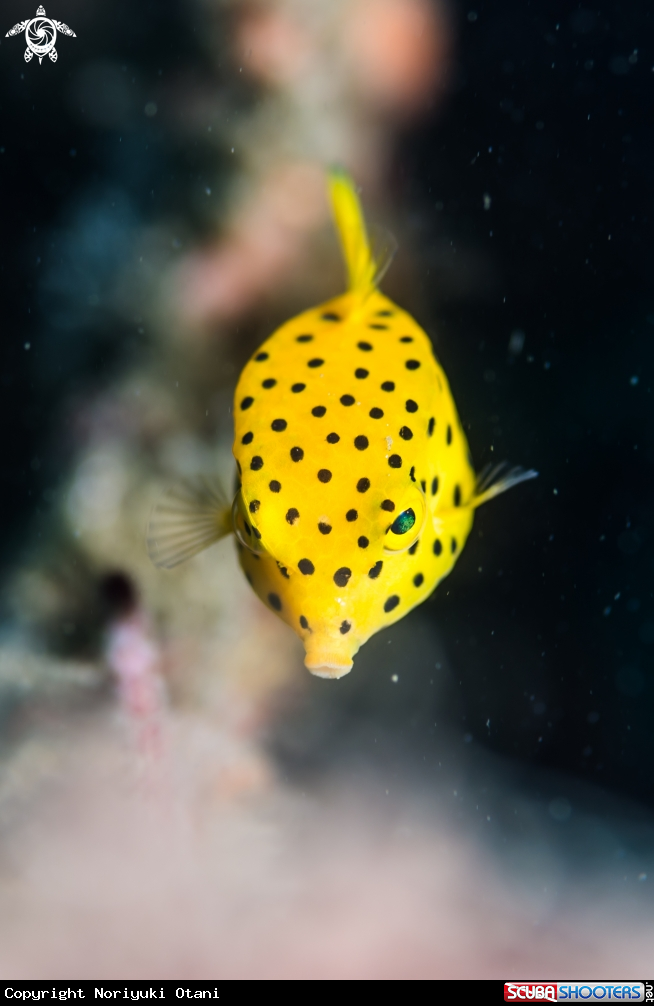 A Yellow boxfish 