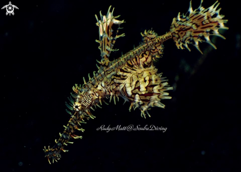 A Solenostomus paradoxus | Ghost pipe fish