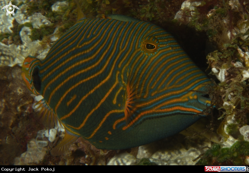 A Orange-lined Triggerfish