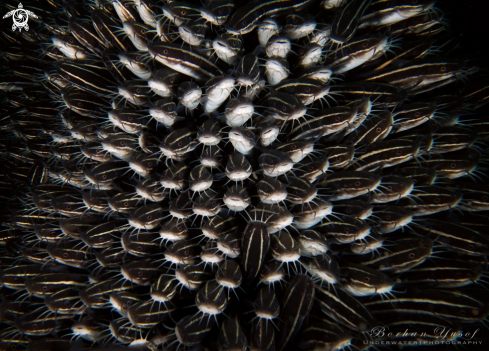 A Coral Catfish, Striped Eel Catfish