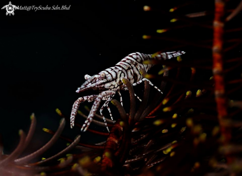 A Laomenes pardus | Feather star shrimp