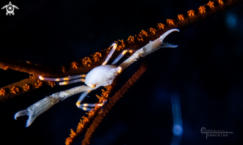 A Crowned Coral Crab