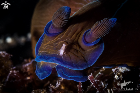 A Black Nudibranch with amphipod