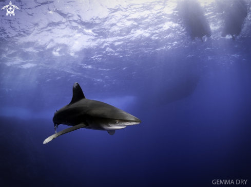A Carcharhinus Longimanus | Oceanic Whitetip