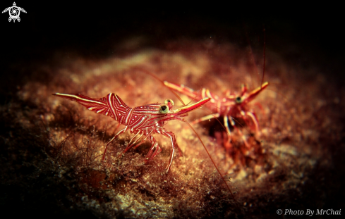 A Rhynchocinetes Durbanensis | Red army shrimp