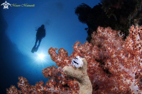A Nudi, diver and softcoral