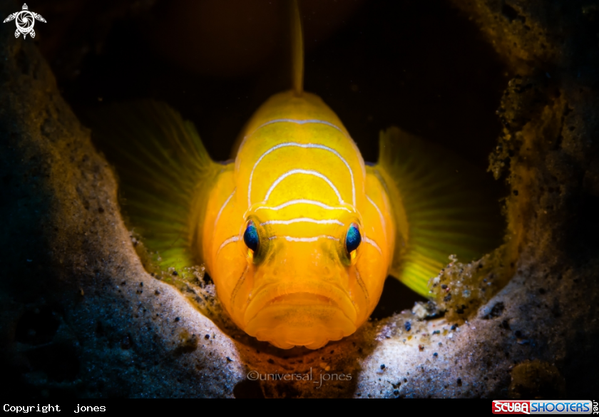 A Ribbon Reef Goby