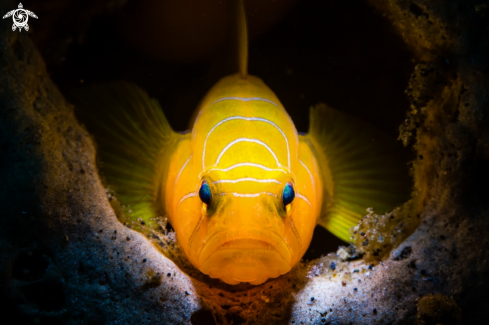 A Ribbon Reef Goby