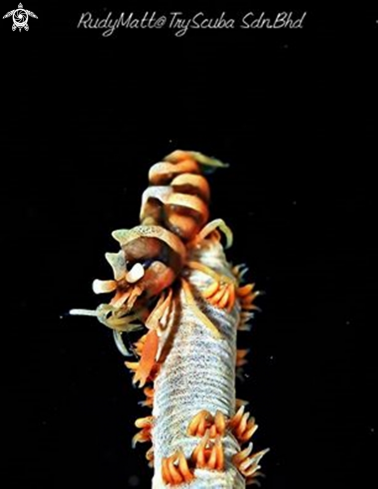 A Dasycaris zanzibarica | whip shrimp