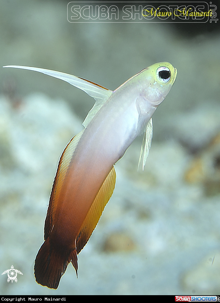 A Fire goby