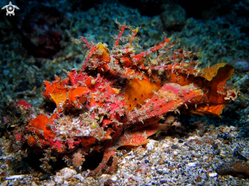 A Inimicus didactylus | Scorpionfish