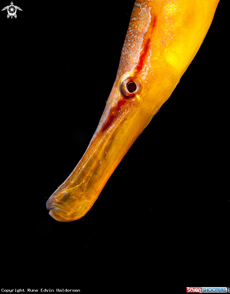 A Snake pipefish