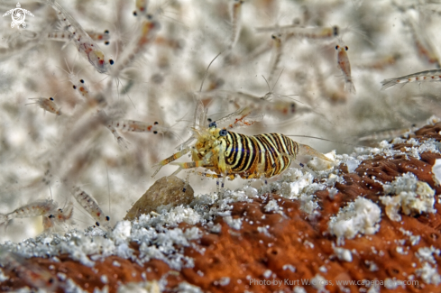 A Gnathophyllum americanum | Bumble bee shrimp