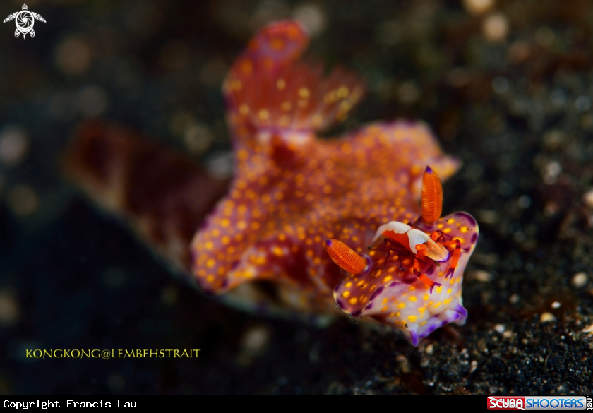 A Emperor Shrimp on a Nudibranch