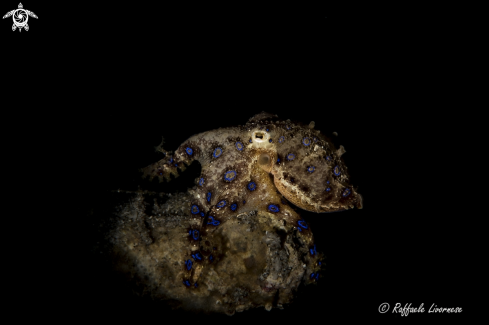 A Blue ring octopus