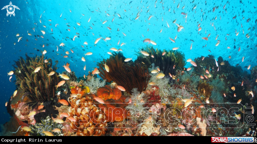 A FISHES & REEFS