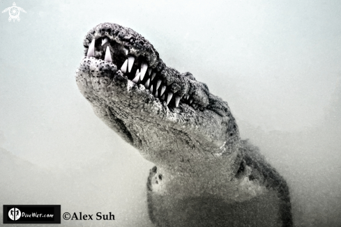 A Crocodylus acutus | American Crocodile 