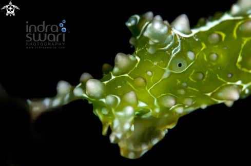 A Petalifera ramosa | Nudibranch