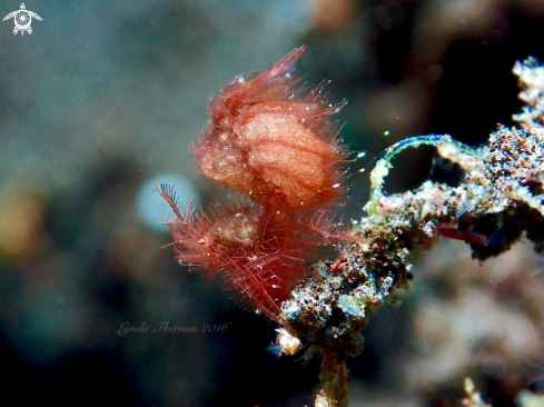 A Phycocaris simulans | Hairy/Algae Shrimp