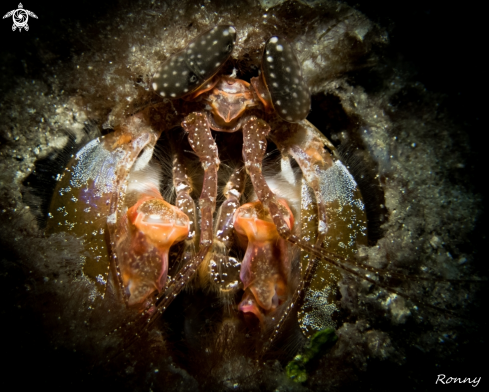 A Giant Mantis Shrimp
