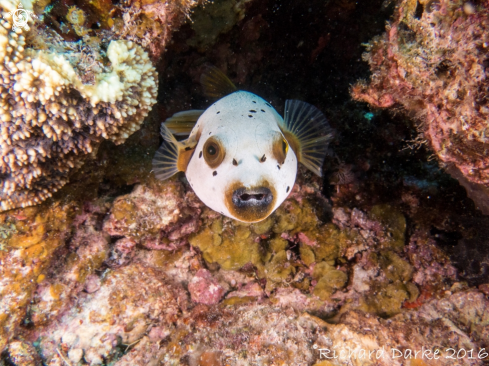 A Blackspotted puffer