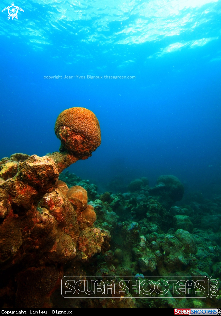A Grand Baie Mauritius-Coral membrane