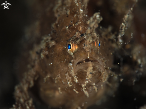 A  Antennariidae | FrogFish