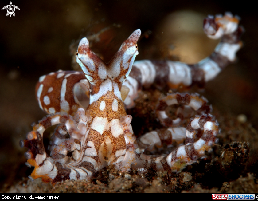 A juvenile wonderpus octopus 