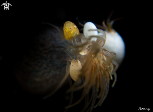 A Ladybug amphipod