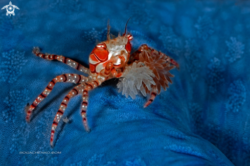 A Mosaic Boxer Crab  |  