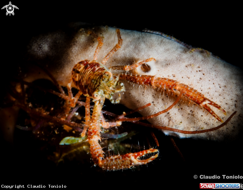 A Tanegashima Squat Lobster