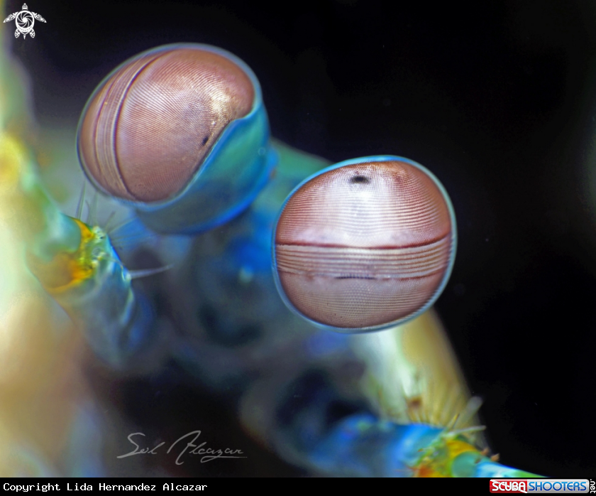 A Mantis Shrimp Eyes