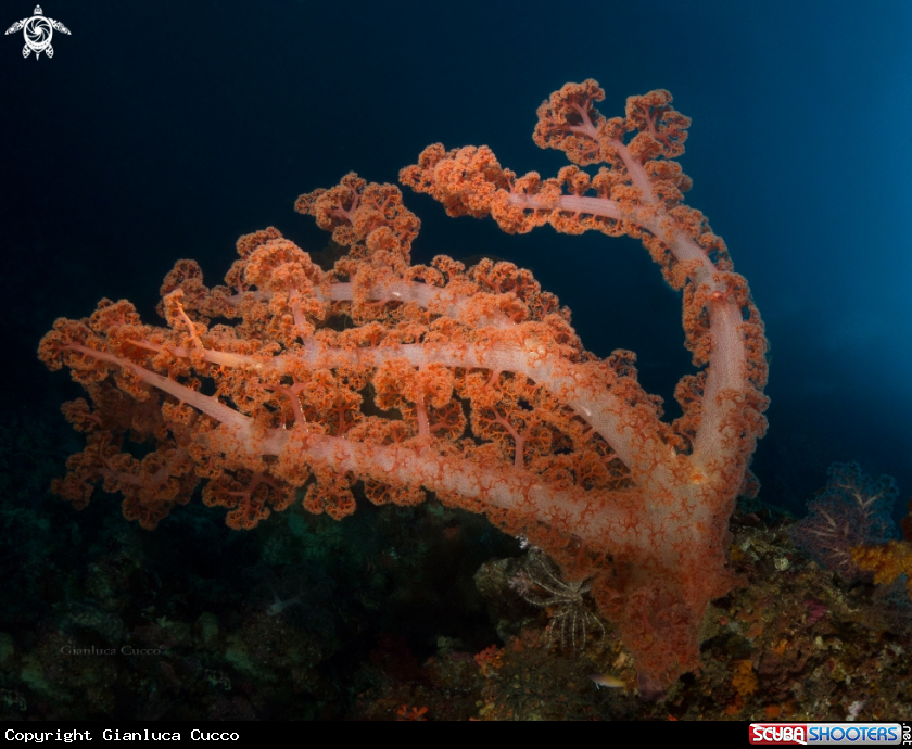 A Soft coral,Alcionario