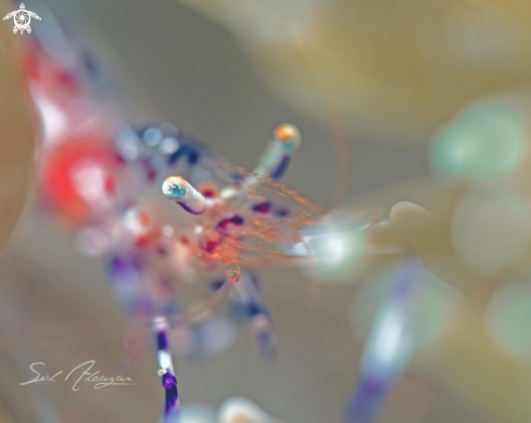 Transparent Shrimp 