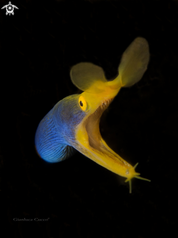 A Rhinomuraena quaesita |  Ribbon eel,Murena nastro blu