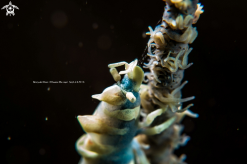 A Miropandalus hardingi.  | Dragon Shrimp