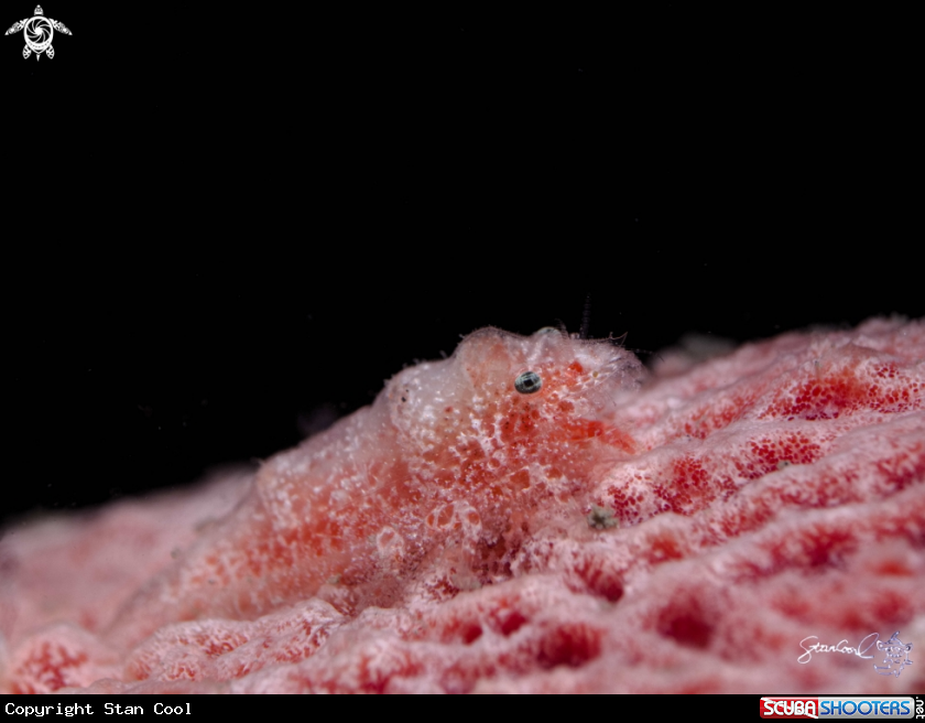 A Sponge Shrimp
