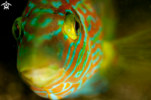 A Corkwing wrasse