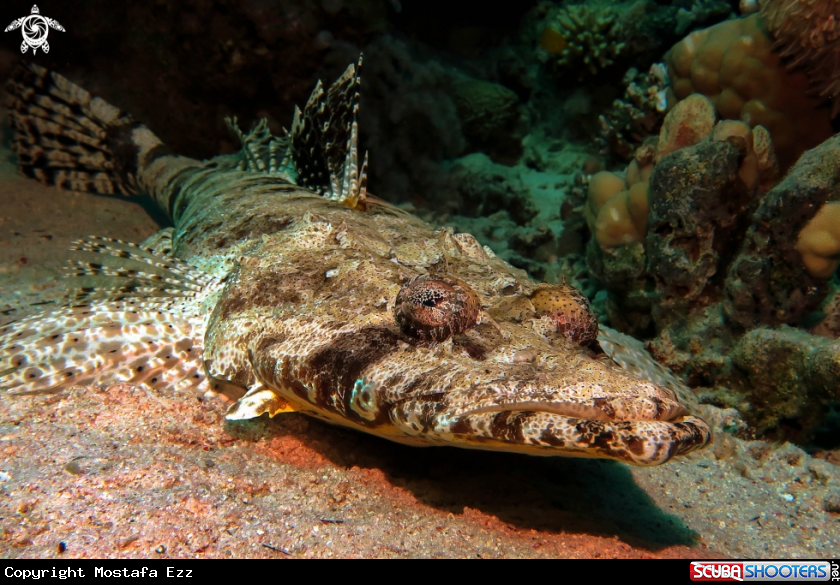 A Crocdile fish