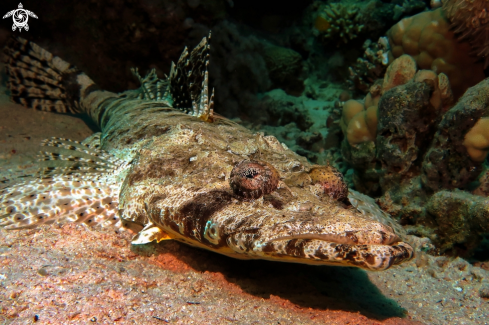 A Crocdile fish