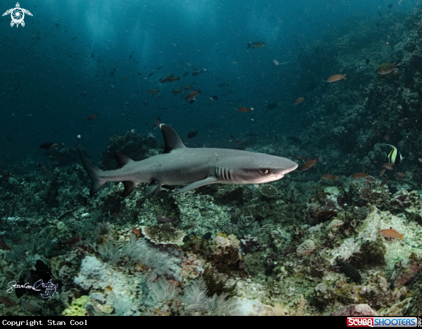 A White tip reef shark